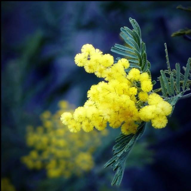 Mimoza