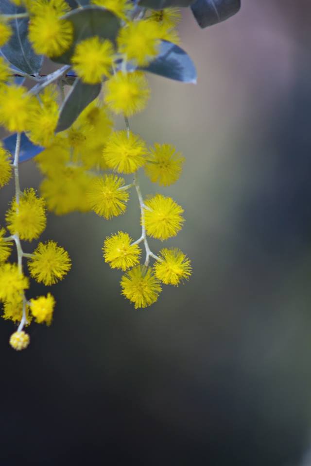 Mimoza