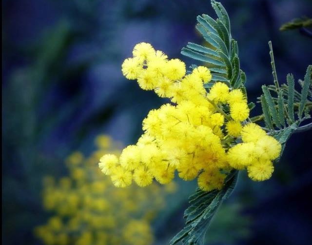 Mimoza