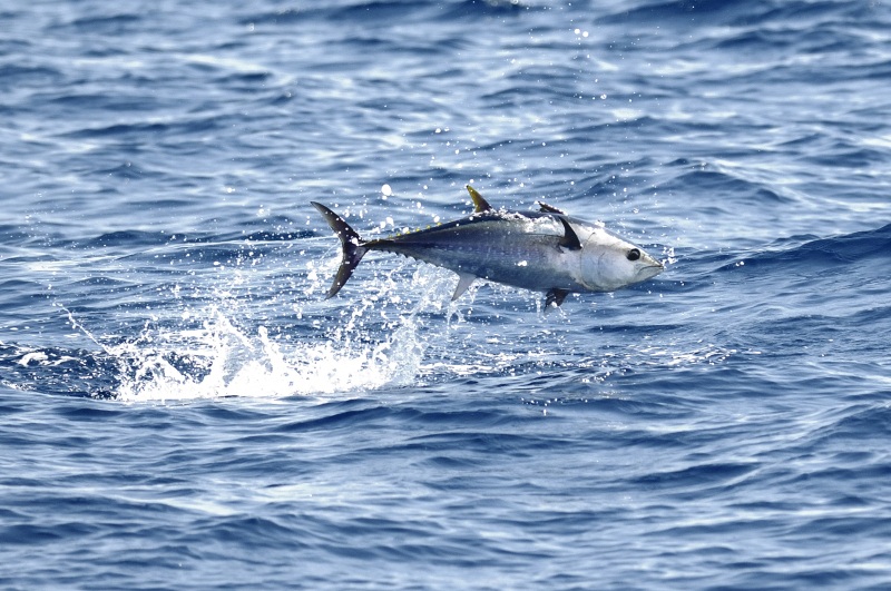 Atlantic bluefin tuna