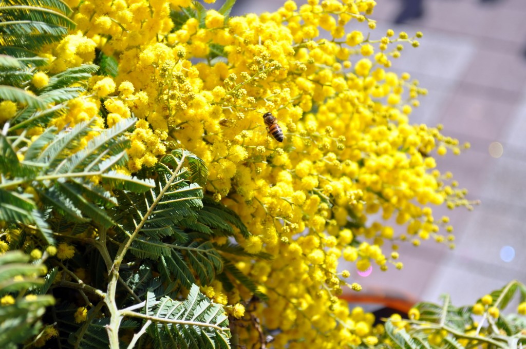 Fešta od mimoze ribe i vina