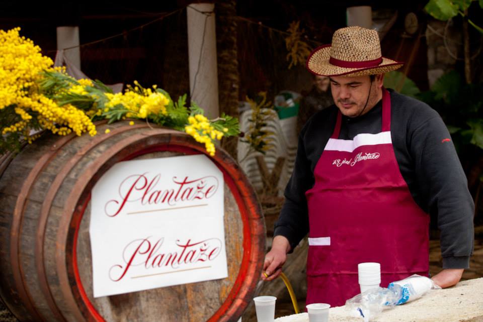 Praznik mimoze