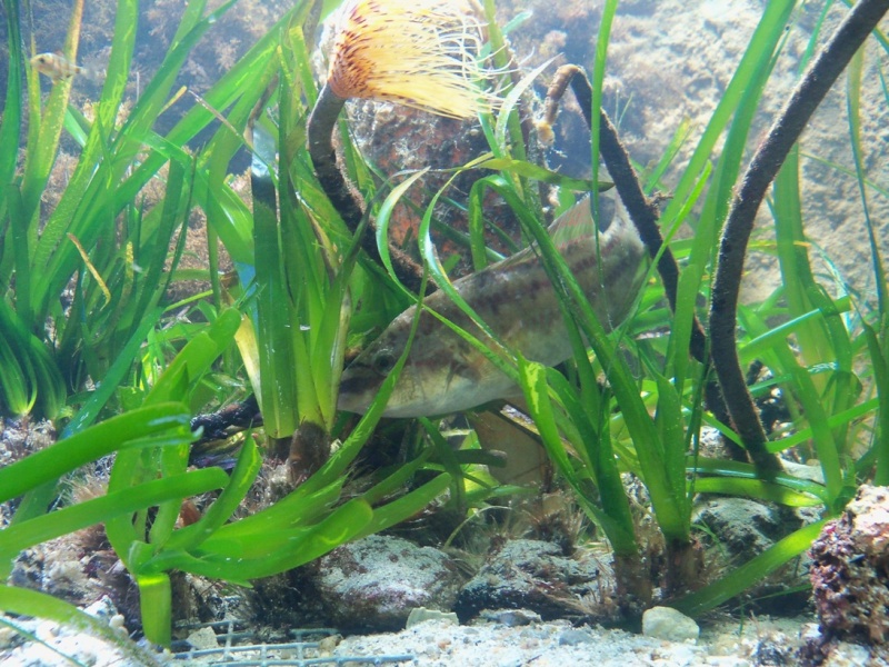 Posidonia
