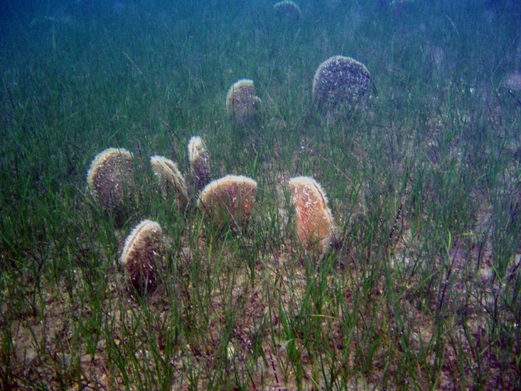 Palasture Boka Kotorska