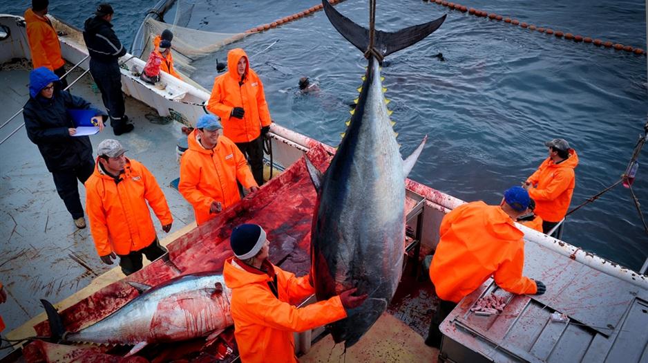 Tuna