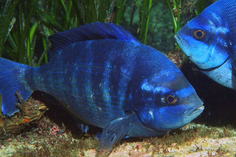 Spondyliosoma cantharus - Foto: Stefano Guerrieri