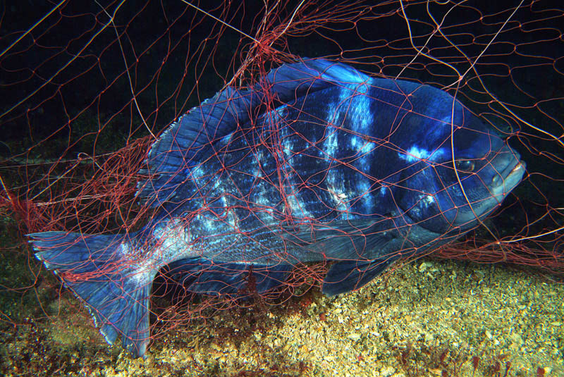 Spondyliosoma cantharus - Foto: Stefano Guerrieri