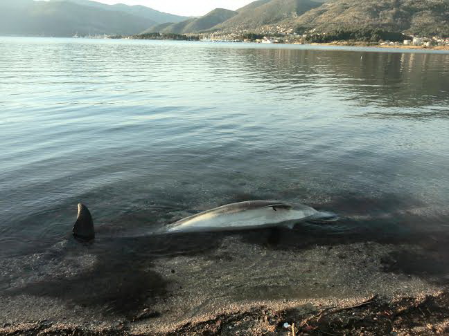 Uginuli delfin - Foto Radio Tivat