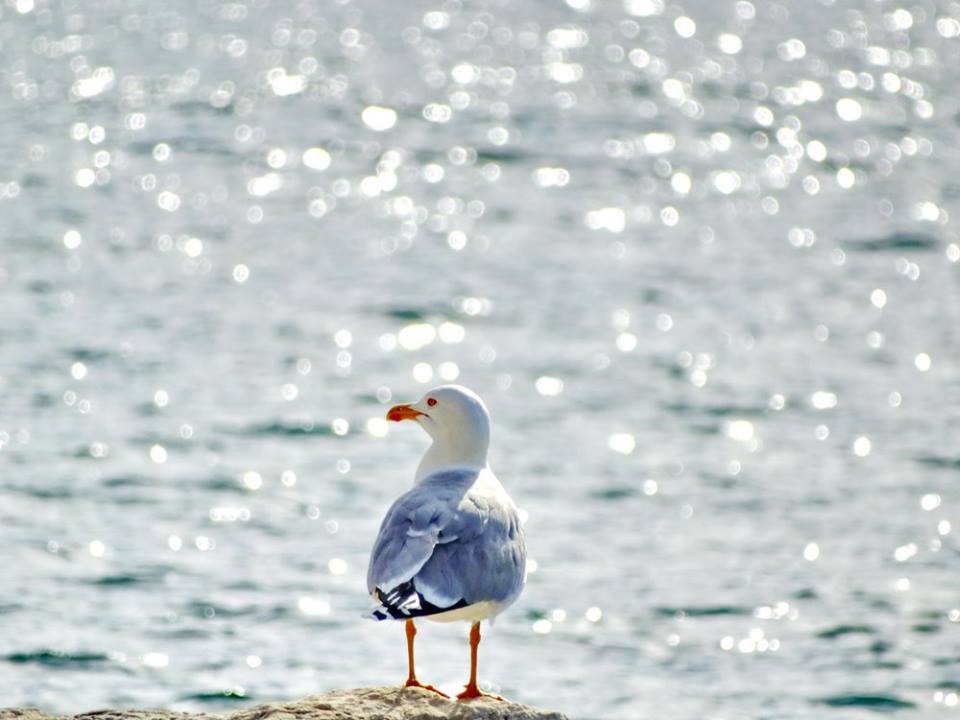Galeb-Foto Ivka Janković