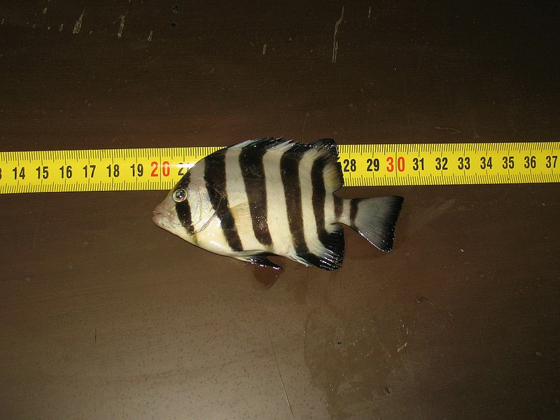 Nova vrsta - Oplegnathus fasciatus
