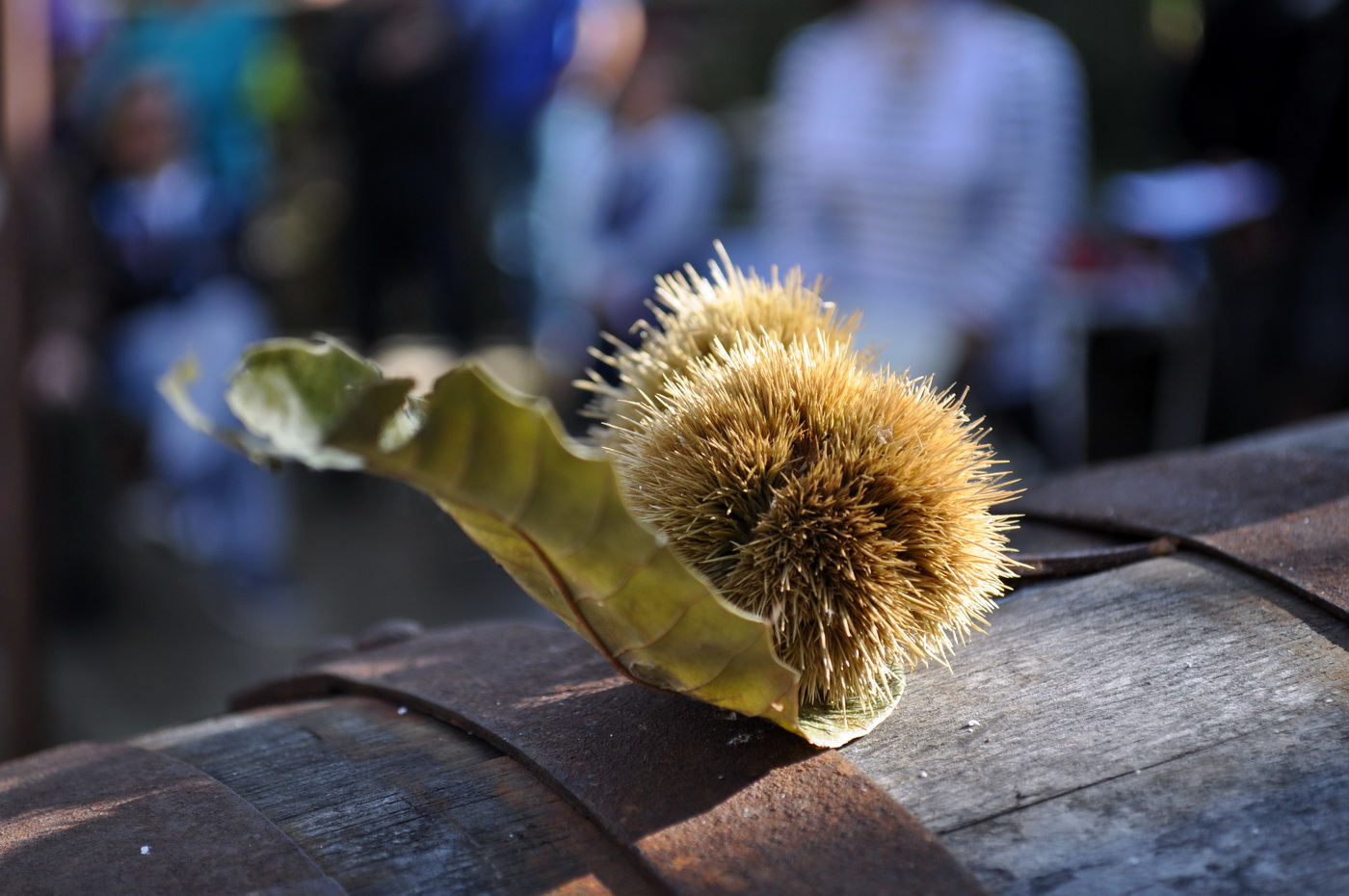 Kostanjada 2015.-Stoliv