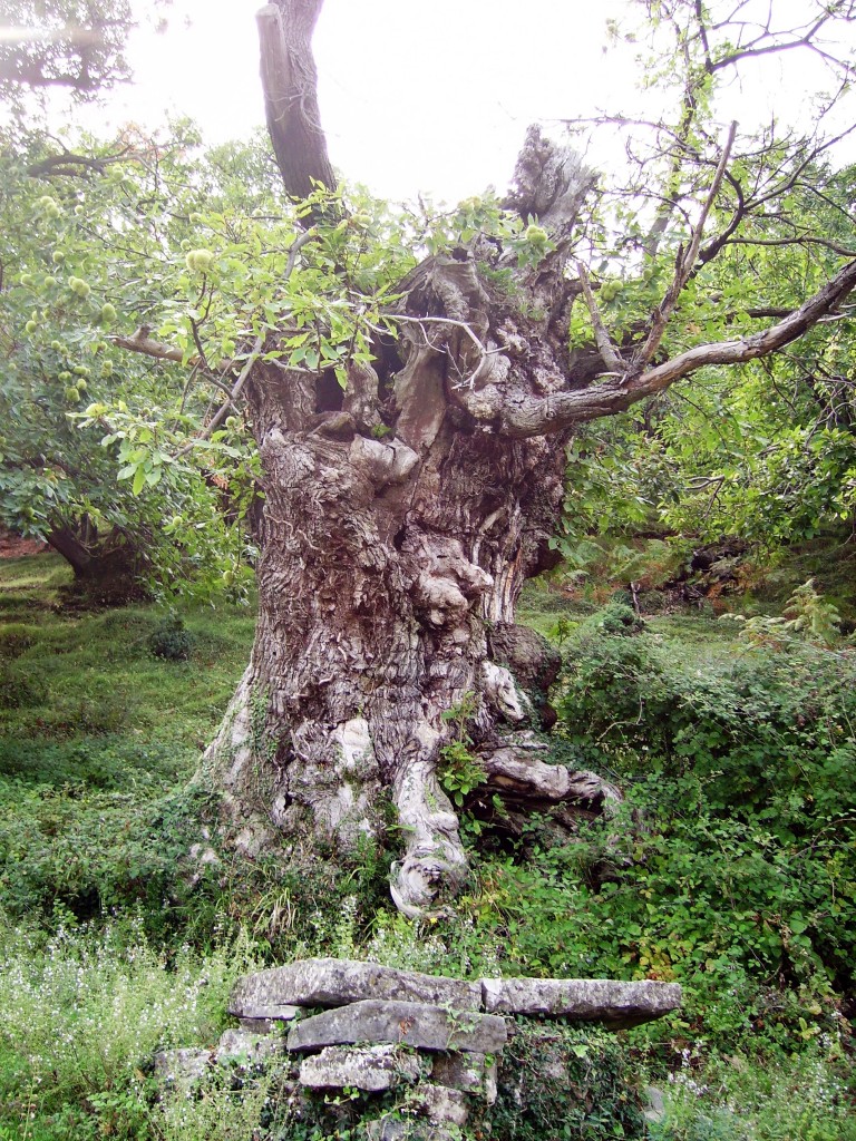Kostanj