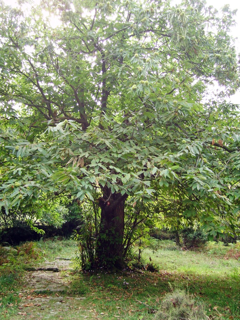 Kostanj-Gornji Stoliv
