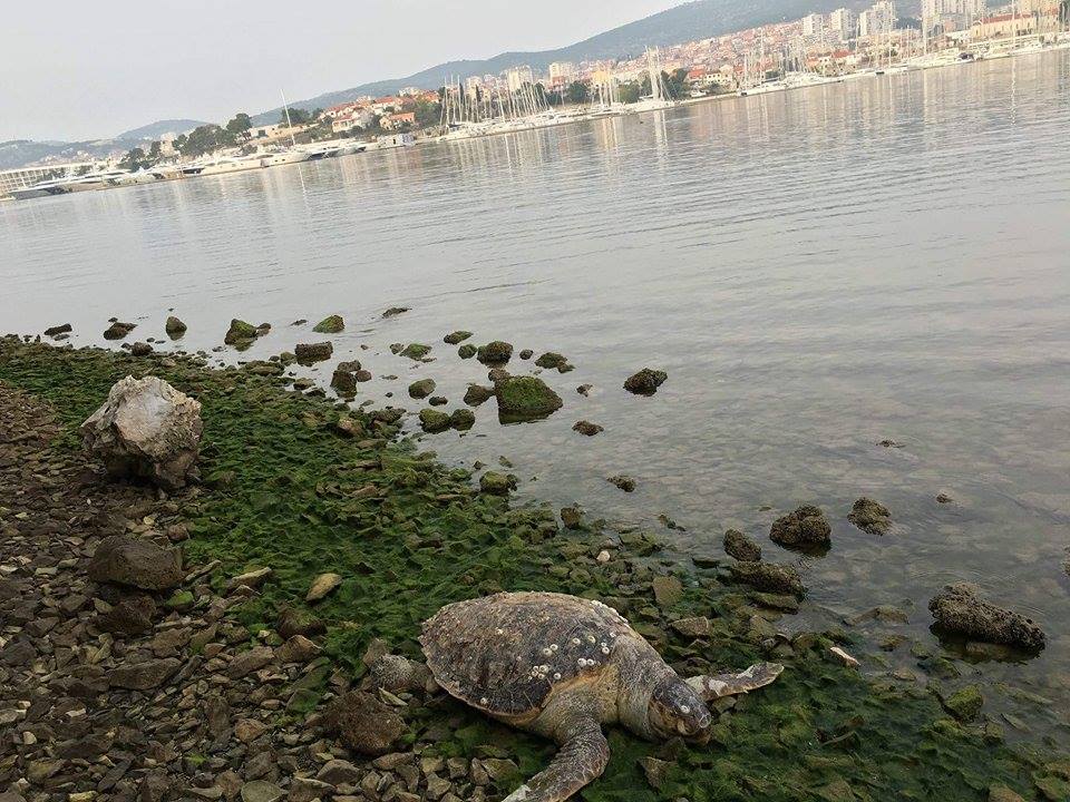 Kornjača