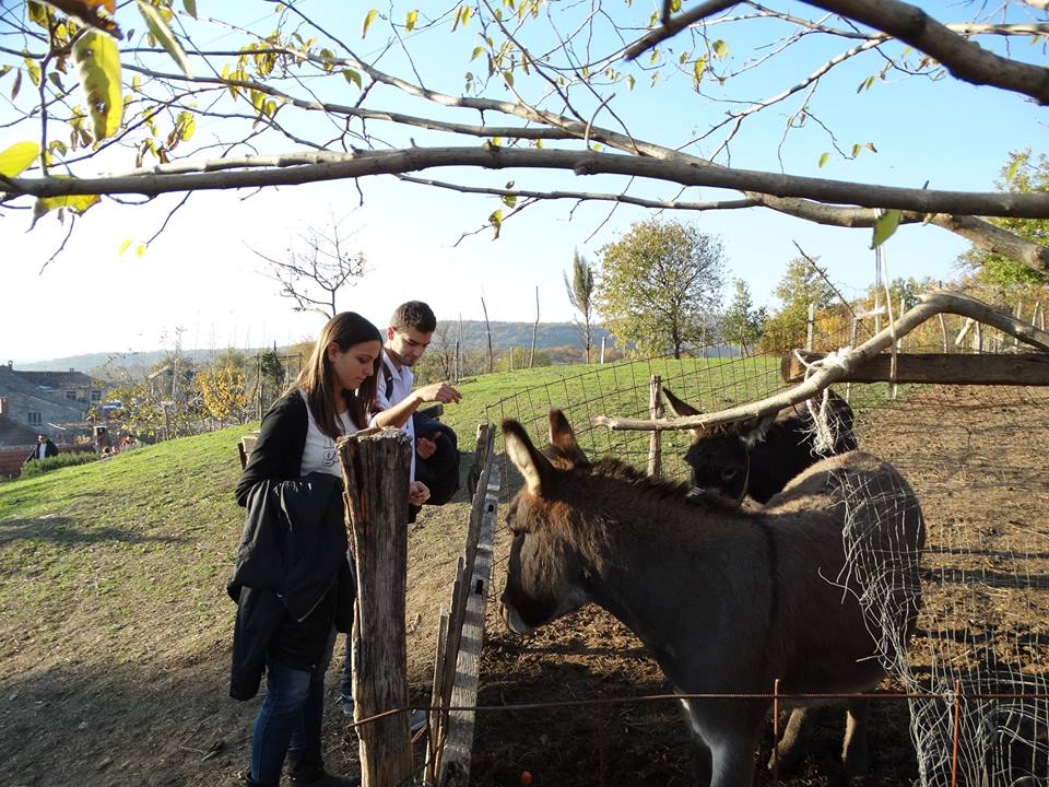 Novogodišnji bal na Farmi magaraca Martinići
