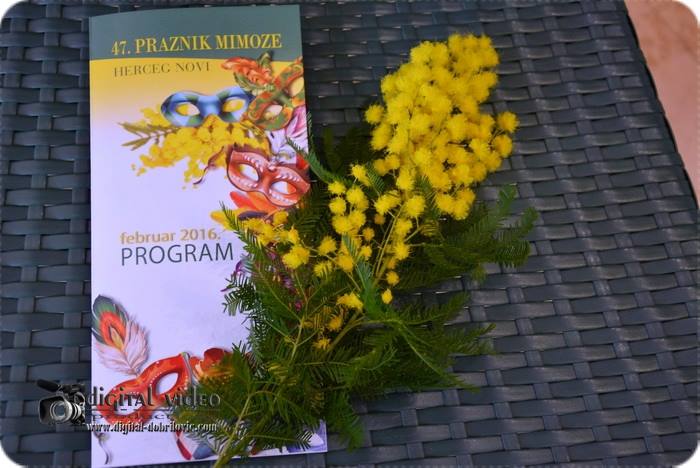Praznik mimoze 2016.