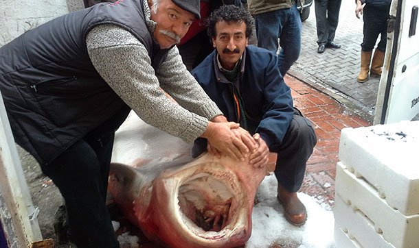 Turski ribari uhvatili ajkulu od 700 kg