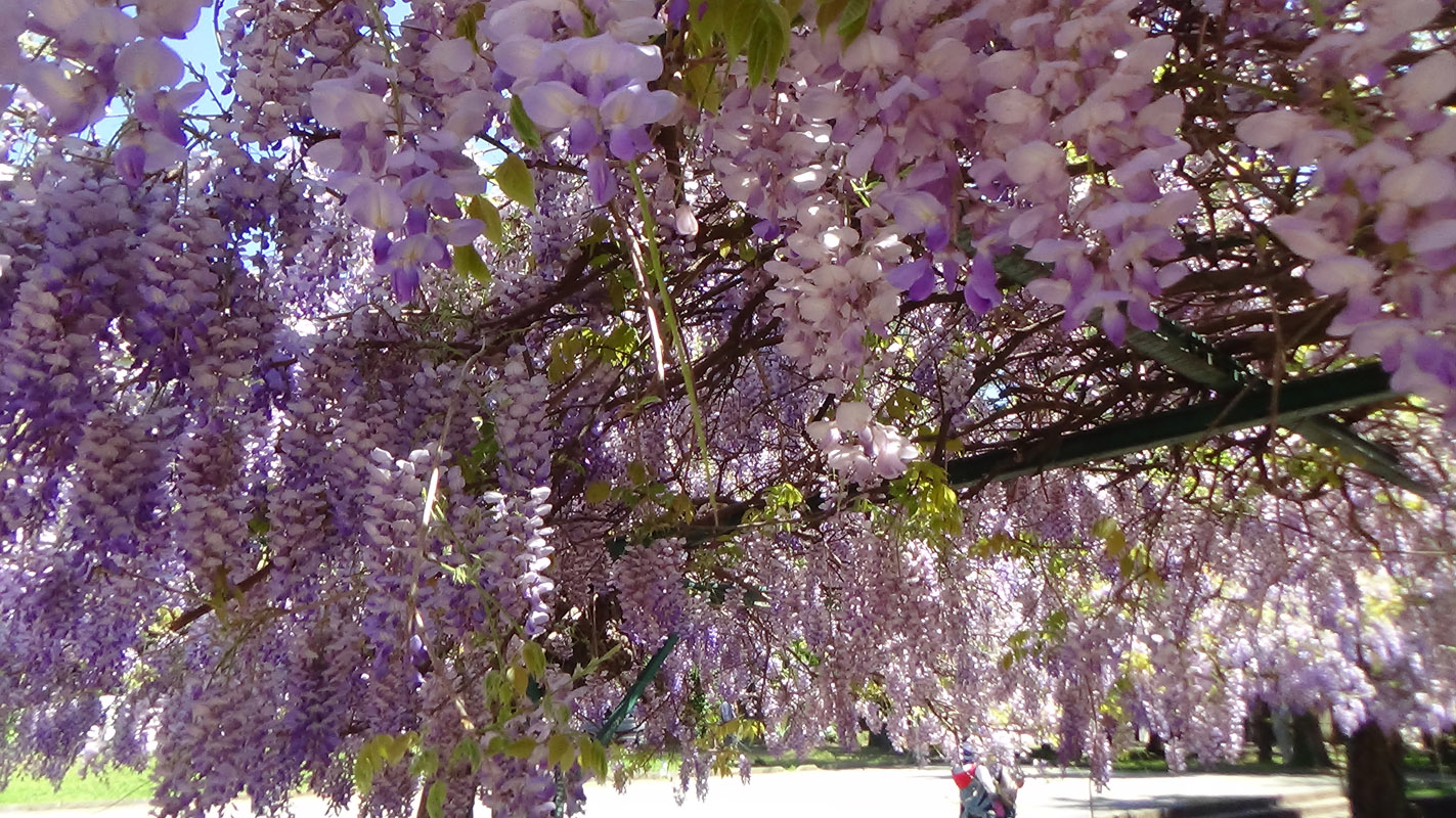 Glicinija - foto Milica Berberović