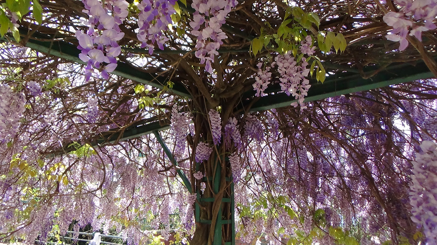 Glicinija - foto Milica Berberović