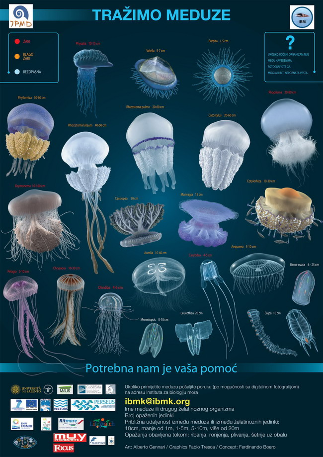Poster meduze
