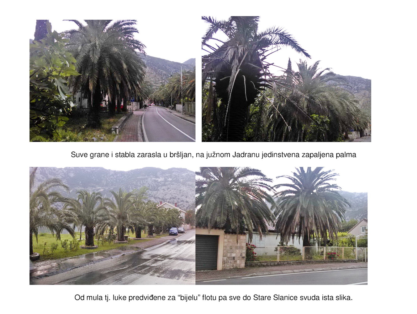 Risanske palme