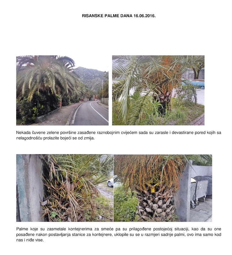 Risanske palme