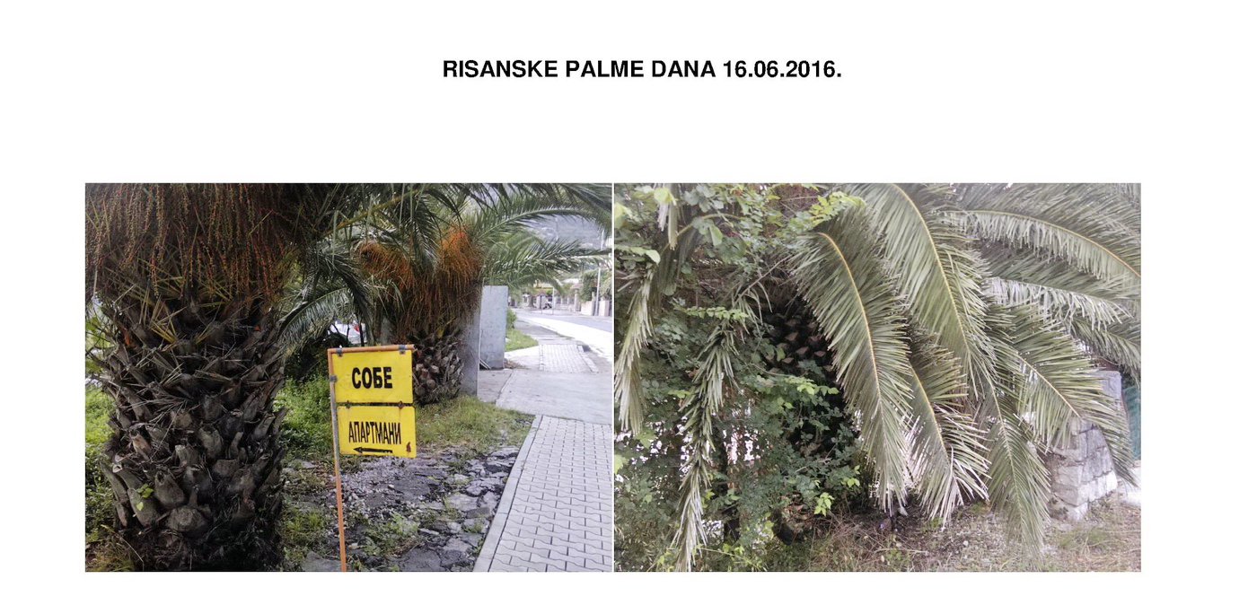 Risanske palme