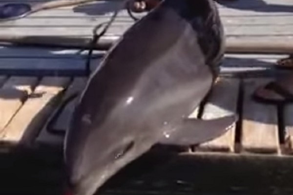 Spašeni delfin