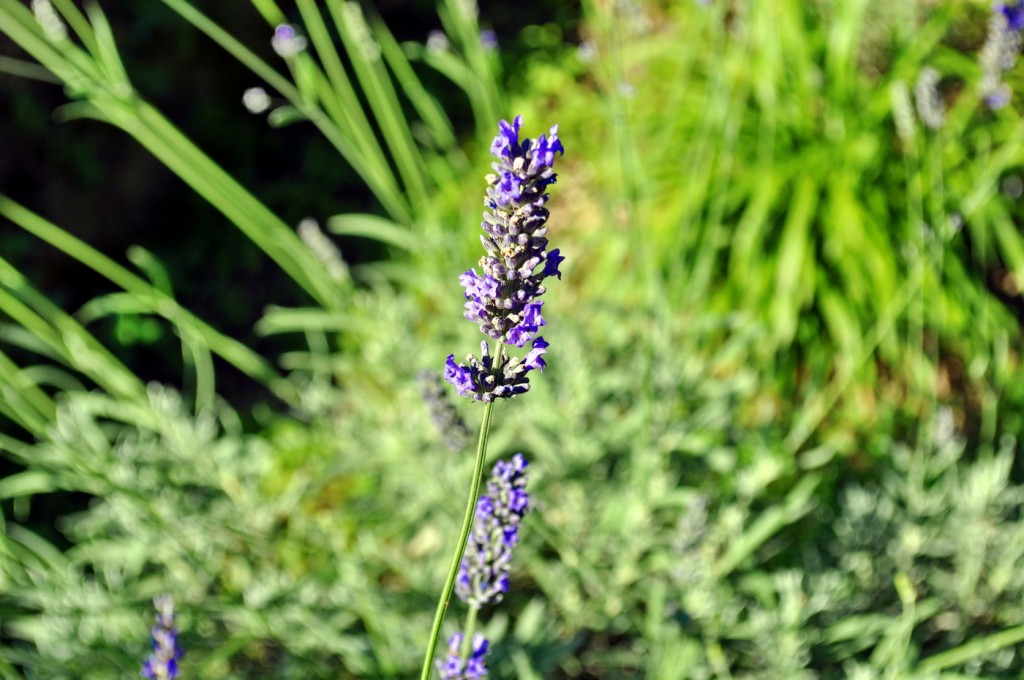 Lavanda