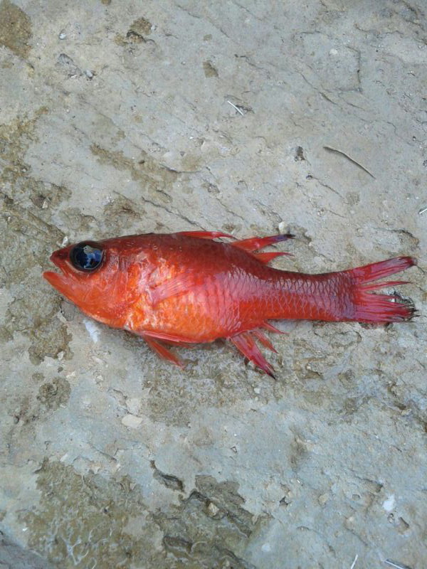 Apogon Imberbis