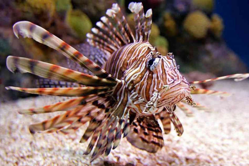 Lionfish