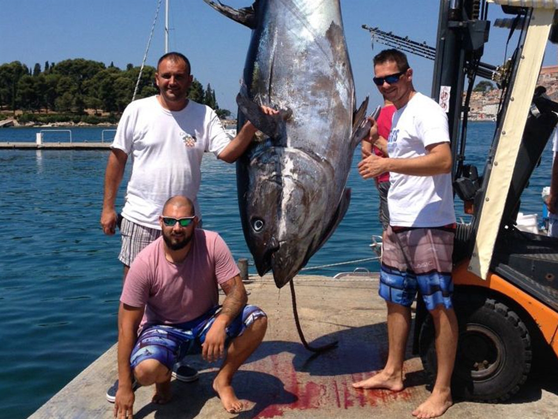 Tuna - foto Ozren Božić Facebook