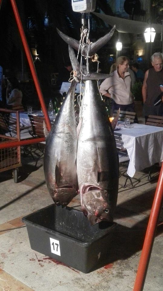 Big game fishing HN