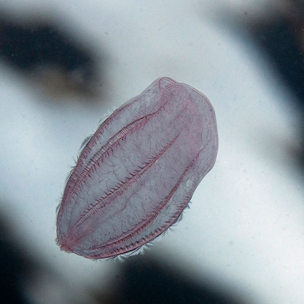 Mnemiopsis leidyi
