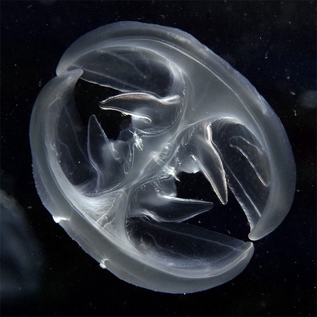 Mnemiopsis leidyi