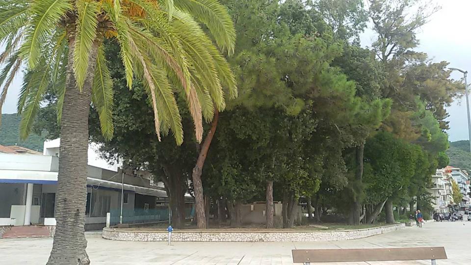 Mimozin park prije sječe