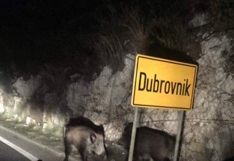 Divlja svinja-Dubrovnik