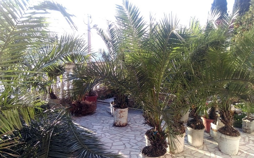 Palme