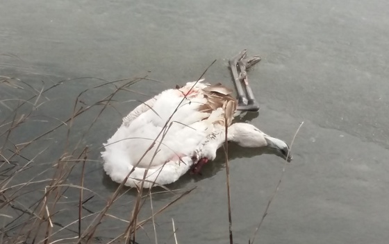 Uginuli Flamingosi