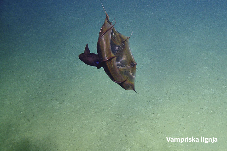 Vampirska lignja
